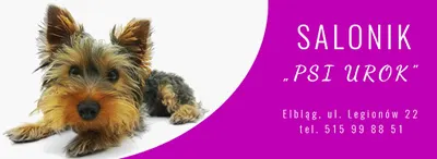 Salonik "Psi Urok" Wiesława Podkowa